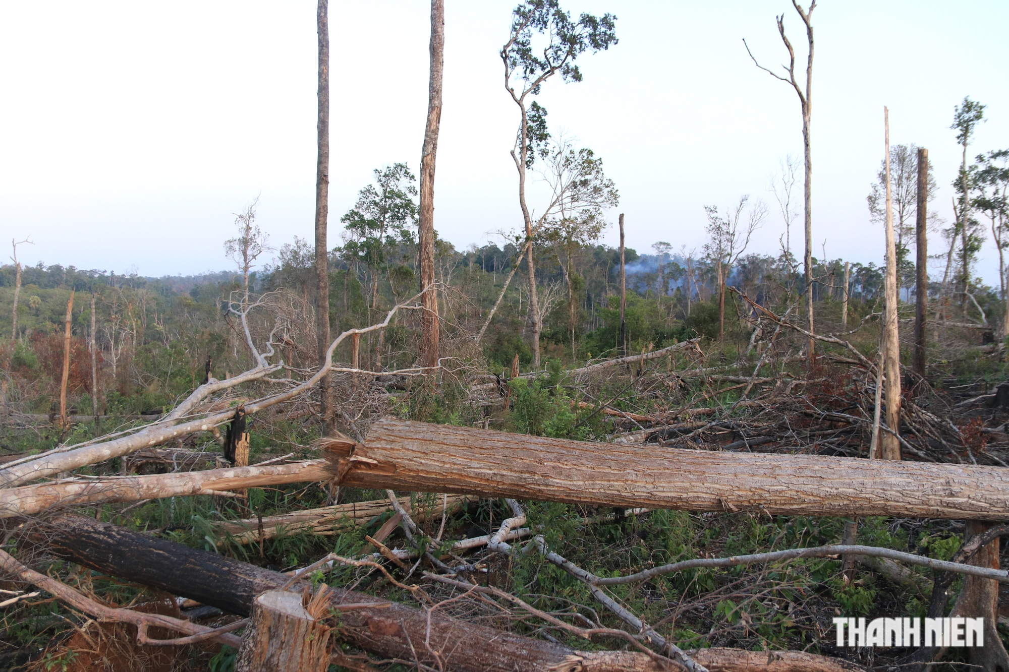 Cận cảnh những cánh rừng bị đốn hạ và đốt trụi ở tỉnh Đắk Nông - Ảnh 5.