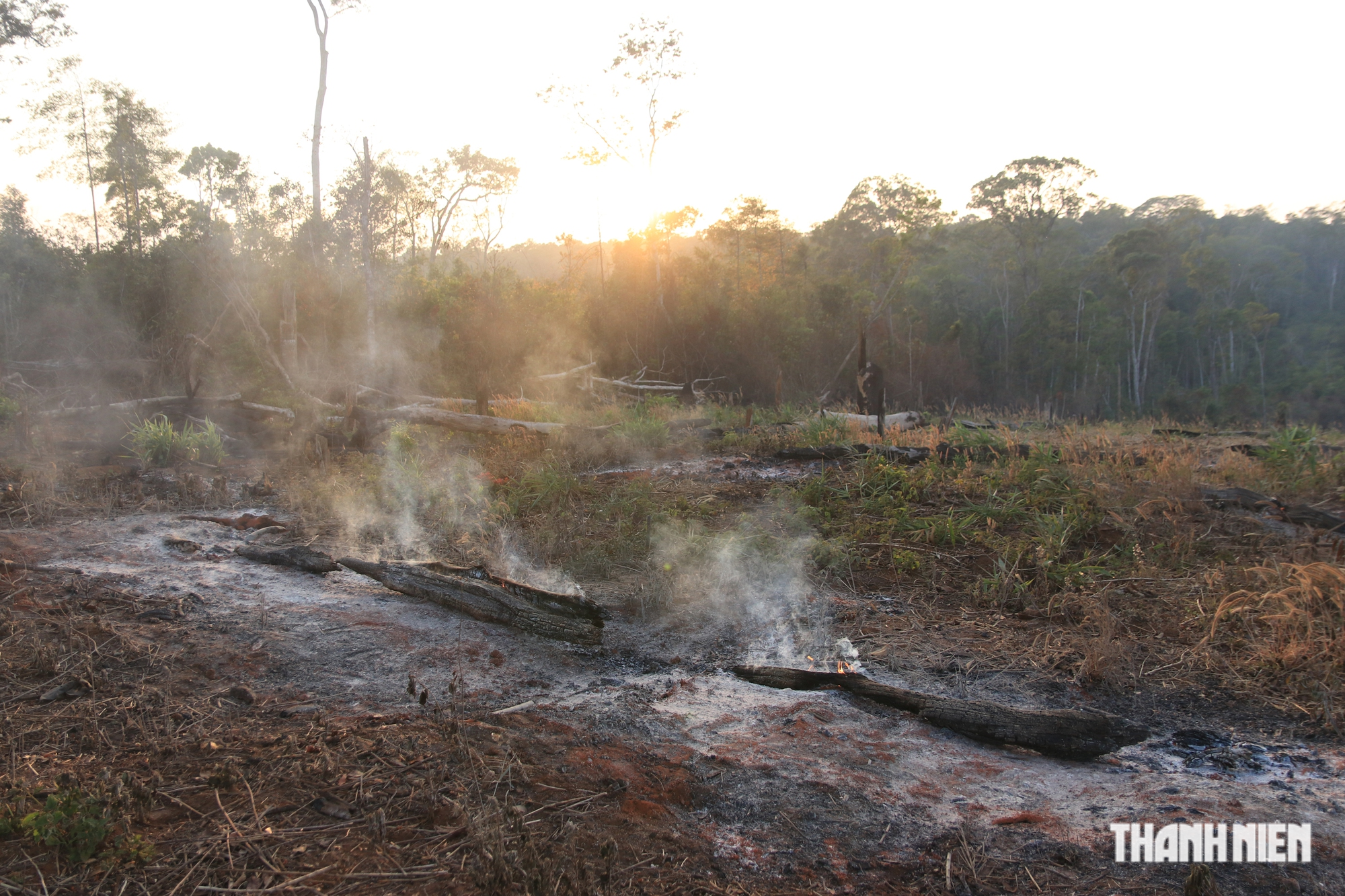 Cận cảnh những cánh rừng bị đốn hạ và đốt trụi ở tỉnh Đắk Nông - Ảnh 6.