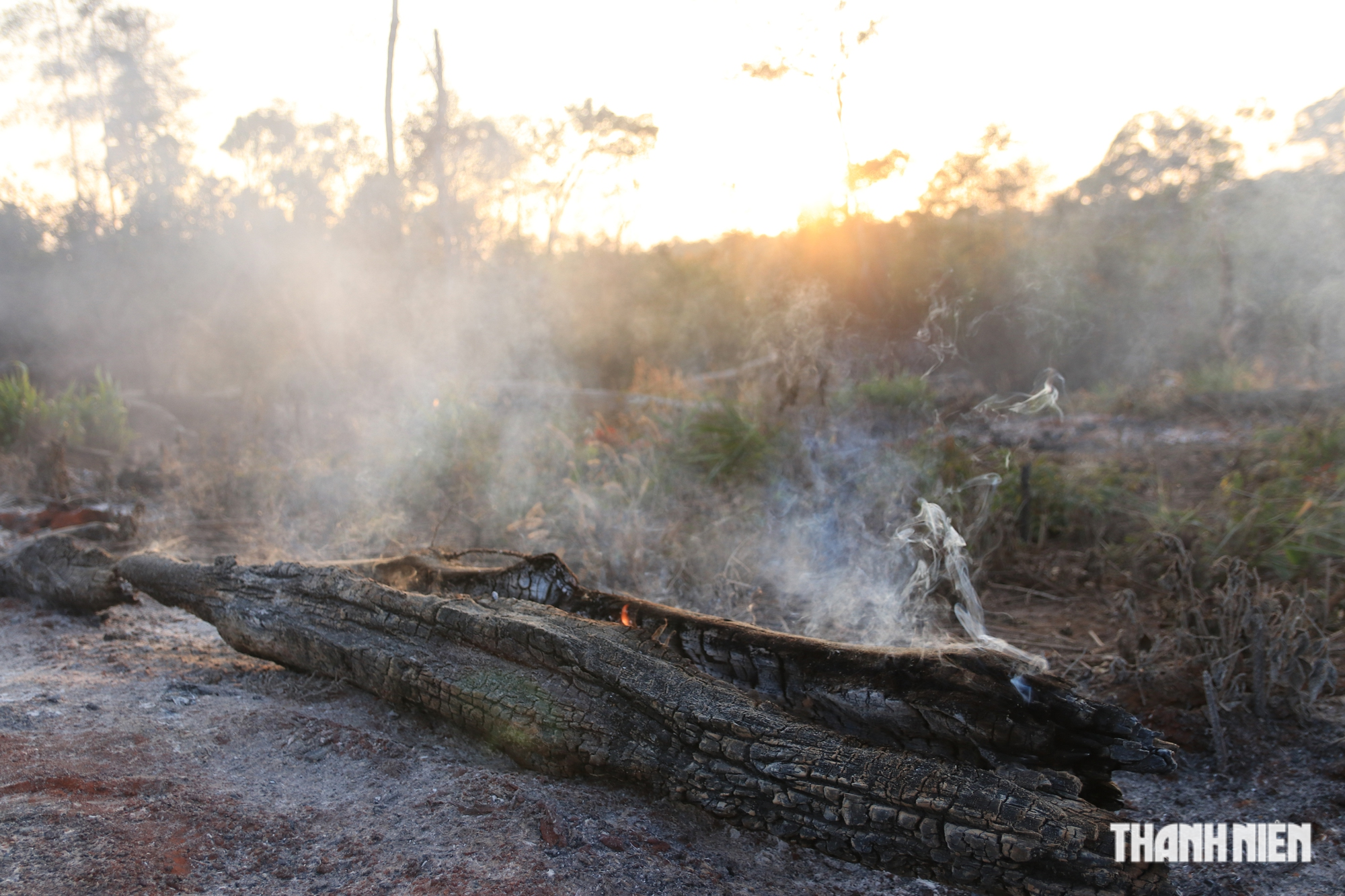 Cận cảnh những cánh rừng bị đốn hạ và đốt trụi ở tỉnh Đắk Nông - Ảnh 7.