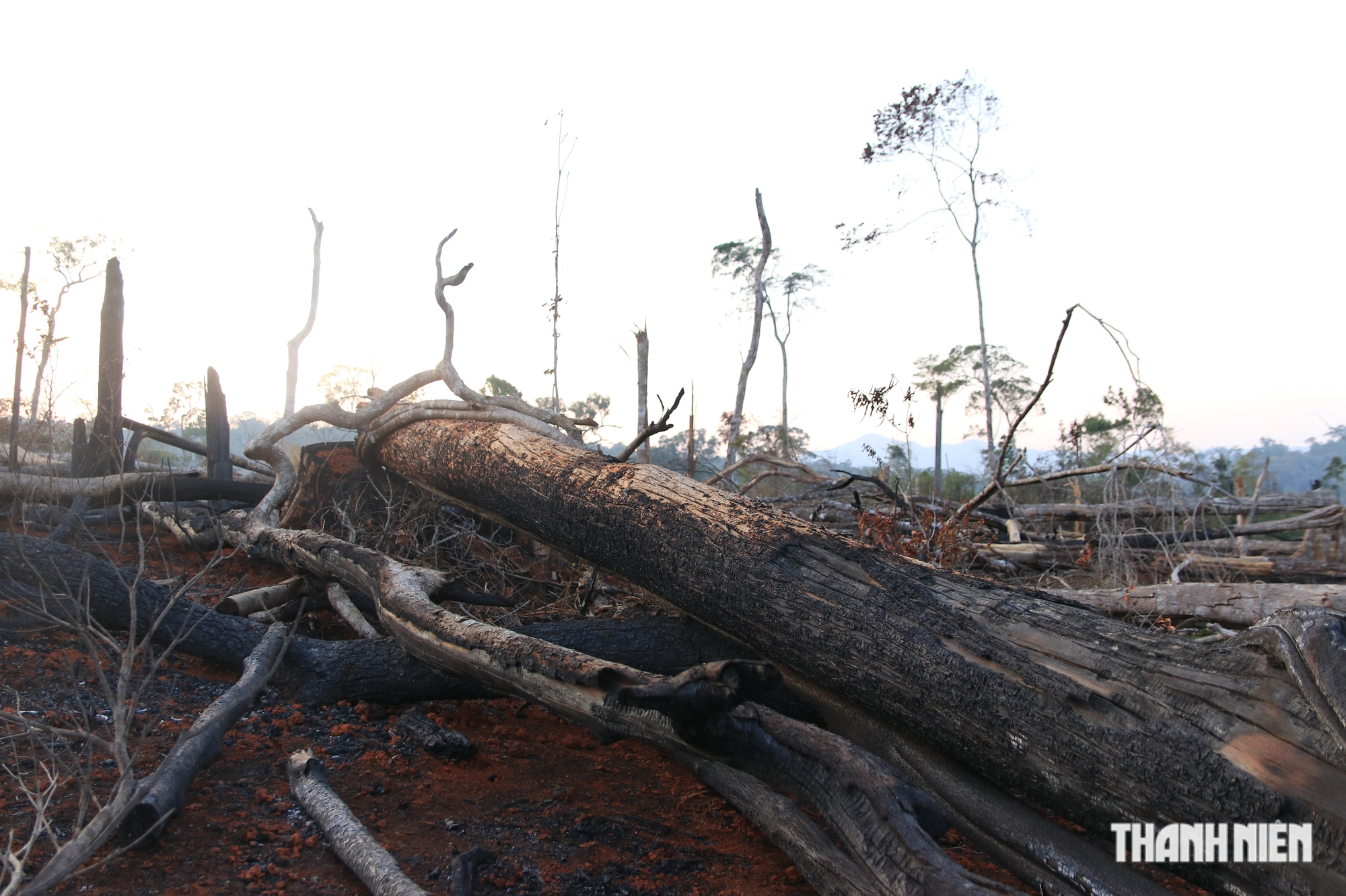 Cận cảnh những cánh rừng bị đốn hạ và đốt trụi ở tỉnh Đắk Nông - Ảnh 8.