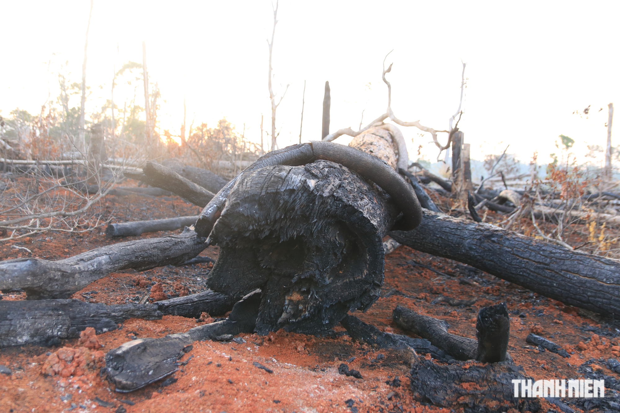 Cận cảnh những cánh rừng bị đốn hạ và đốt trụi ở tỉnh Đắk Nông - Ảnh 9.