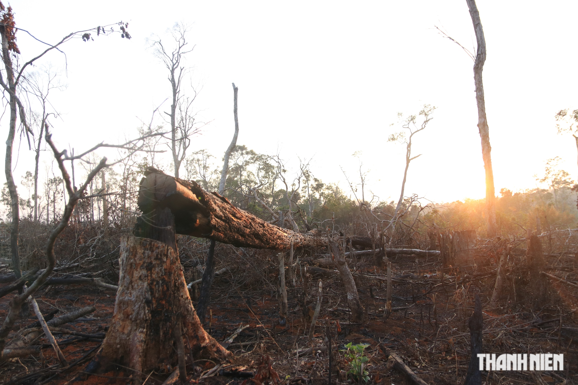 Cận cảnh những cánh rừng bị đốn hạ và đốt trụi ở tỉnh Đắk Nông - Ảnh 10.