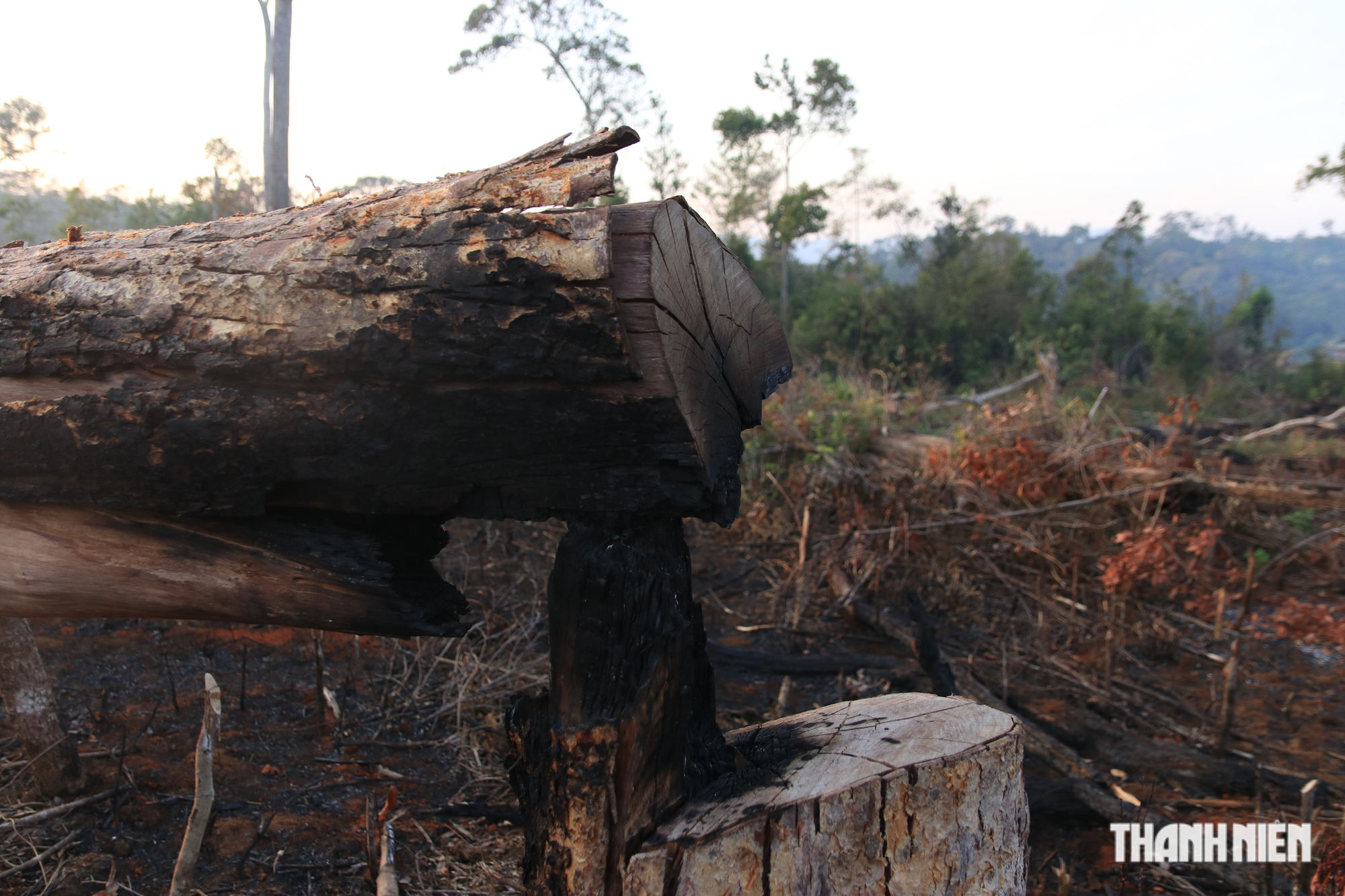 Cận cảnh những cánh rừng bị đốn hạ và đốt trụi ở tỉnh Đắk Nông - Ảnh 11.