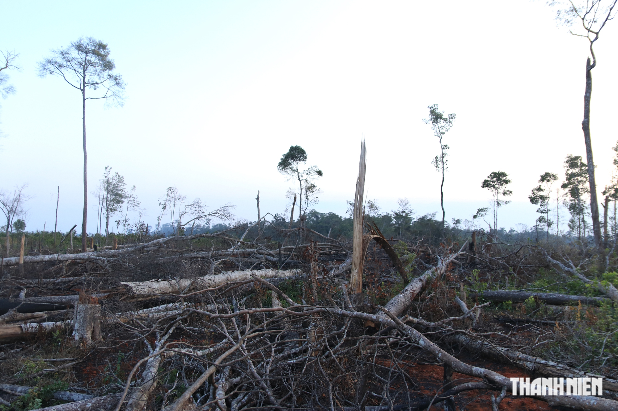 Cận cảnh những cánh rừng bị đốn hạ và đốt trụi ở tỉnh Đắk Nông - Ảnh 12.