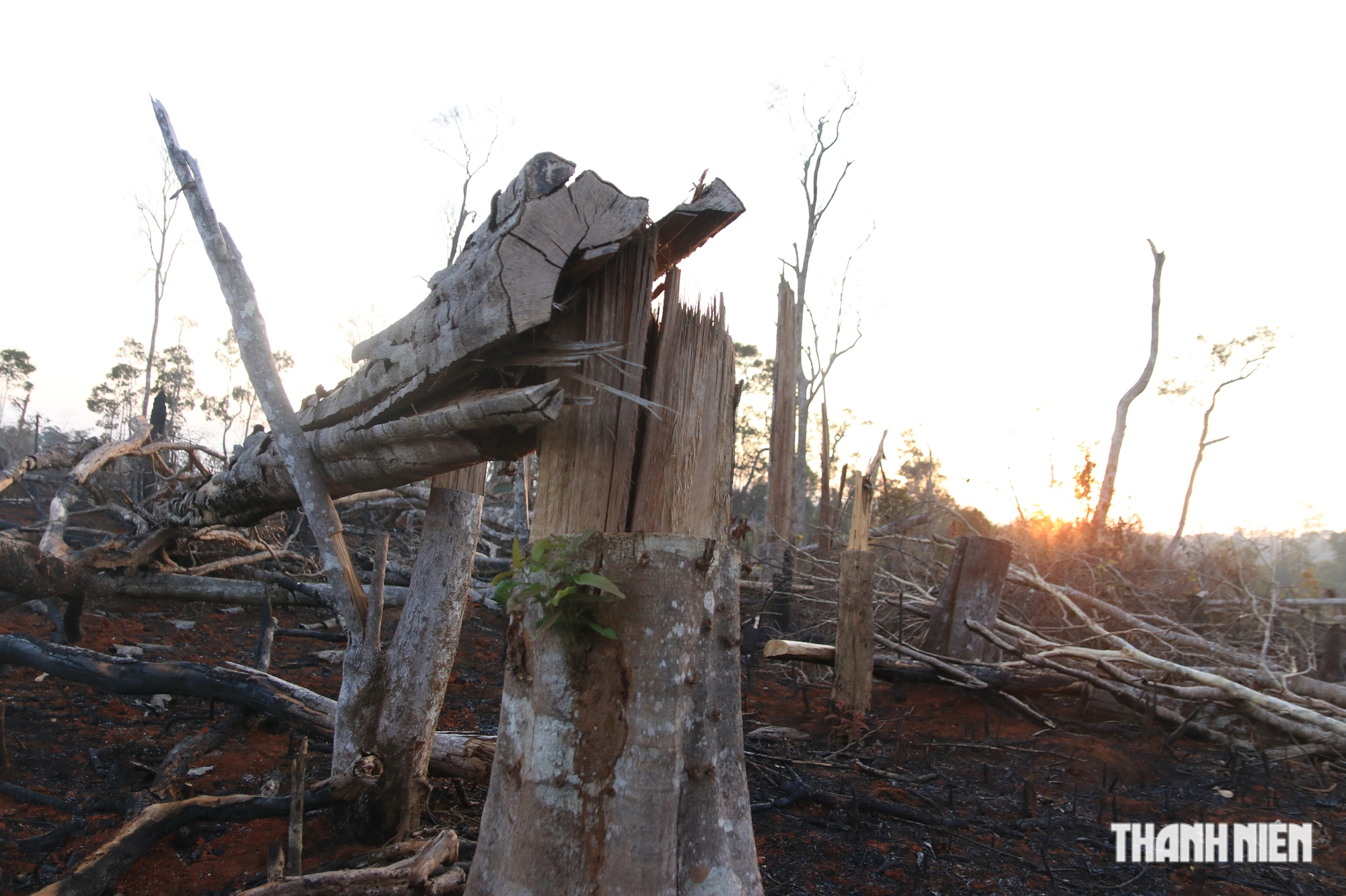 Cận cảnh những cánh rừng bị đốn hạ và đốt trụi ở tỉnh Đắk Nông - Ảnh 14.