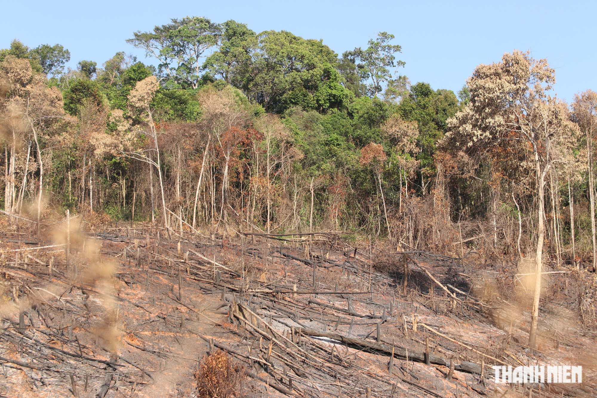 Cận cảnh những cánh rừng bị đốn hạ và đốt trụi ở tỉnh Đắk Nông - Ảnh 16.