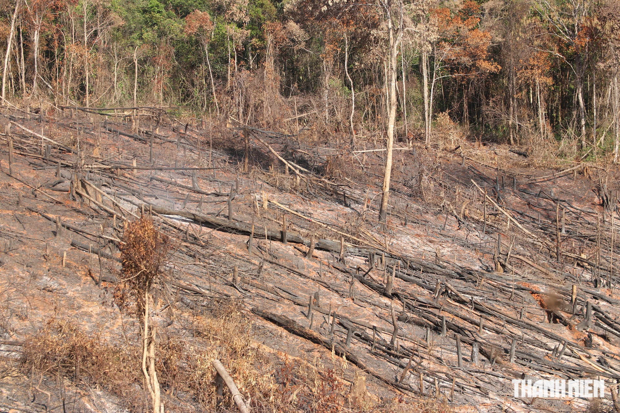 Cận cảnh những cánh rừng bị đốn hạ và đốt trụi ở tỉnh Đắk Nông - Ảnh 17.