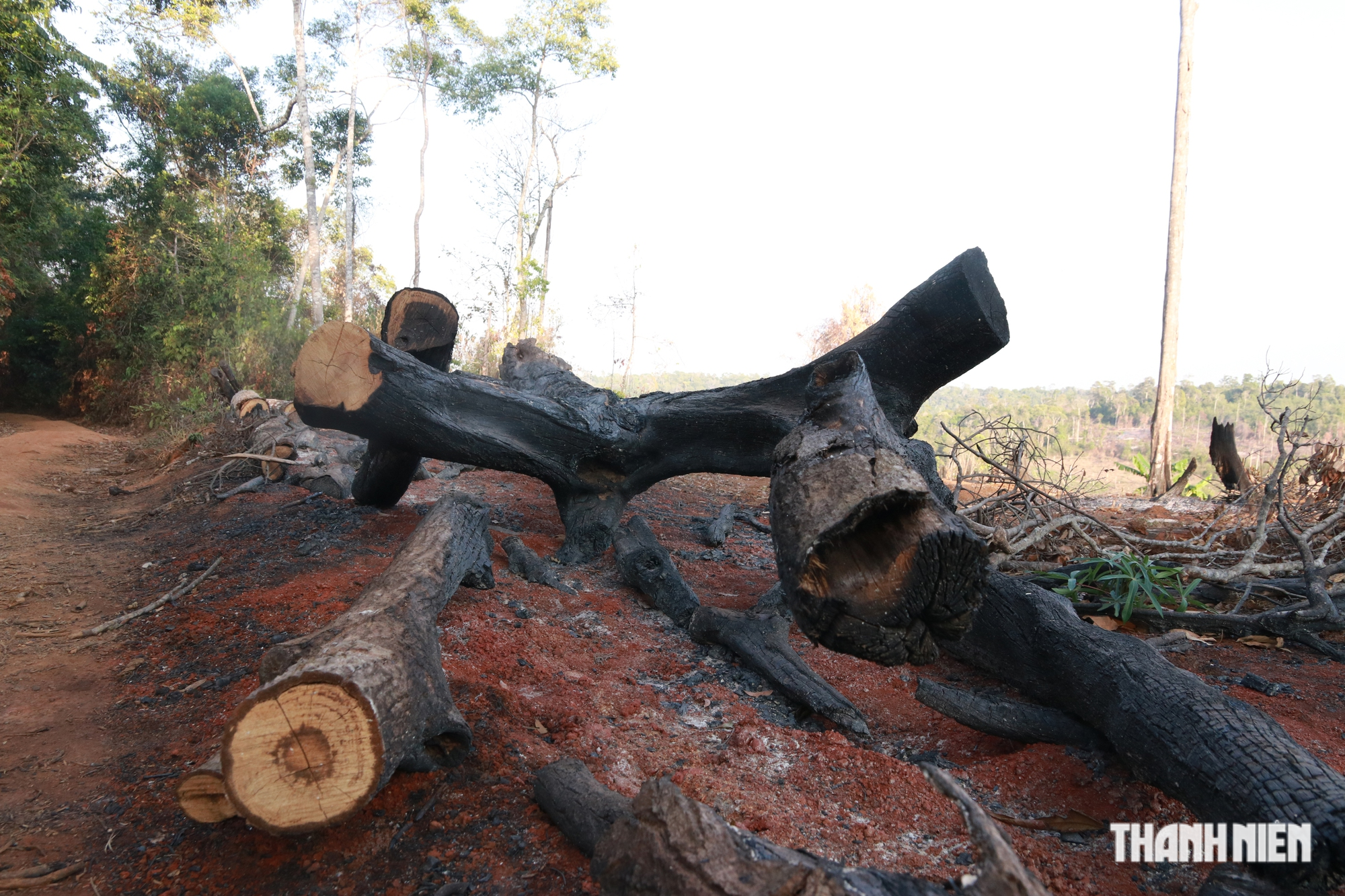 Cận cảnh những cánh rừng bị đốn hạ và đốt trụi ở tỉnh Đắk Nông - Ảnh 19.