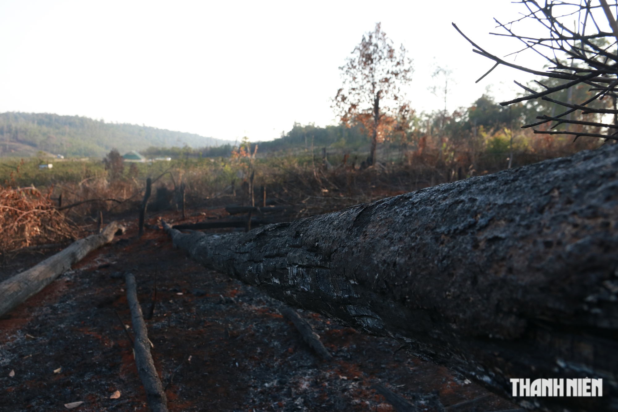 Cận cảnh những cánh rừng bị đốn hạ và đốt trụi ở tỉnh Đắk Nông - Ảnh 20.