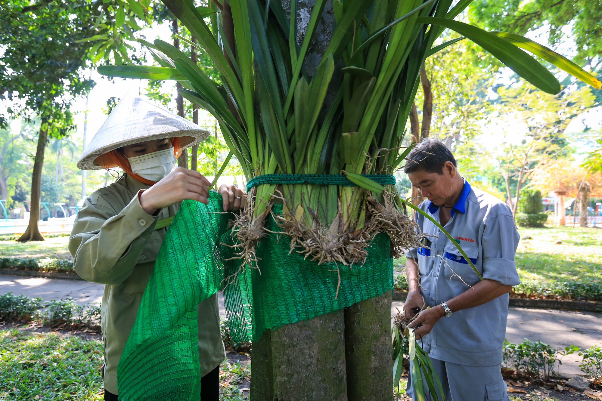Lưu giữ giống hoa lan rừng quý hiếm trên cây cổ thụ ở Thảo Cầm Viên Sài Gòn - Ảnh 4.