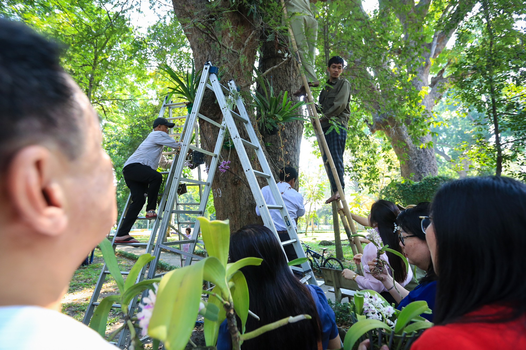 Bảo tồn lan rừng quý hiếm trên cây cổ thụ ở Thảo Cầm Viên Sài Gòn - Ảnh 5.