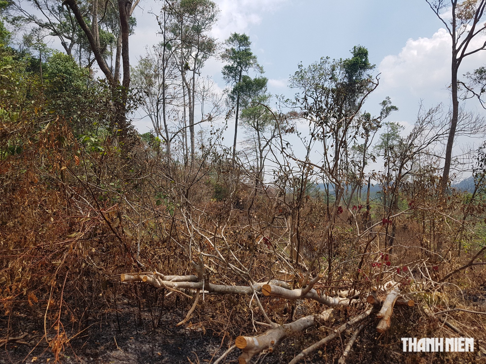 Đắk Nông: Nhân viên giữ rừng bị thương khi đi dập lửa, nghi ‘lâm tặc’ rải đinh - Ảnh 1.