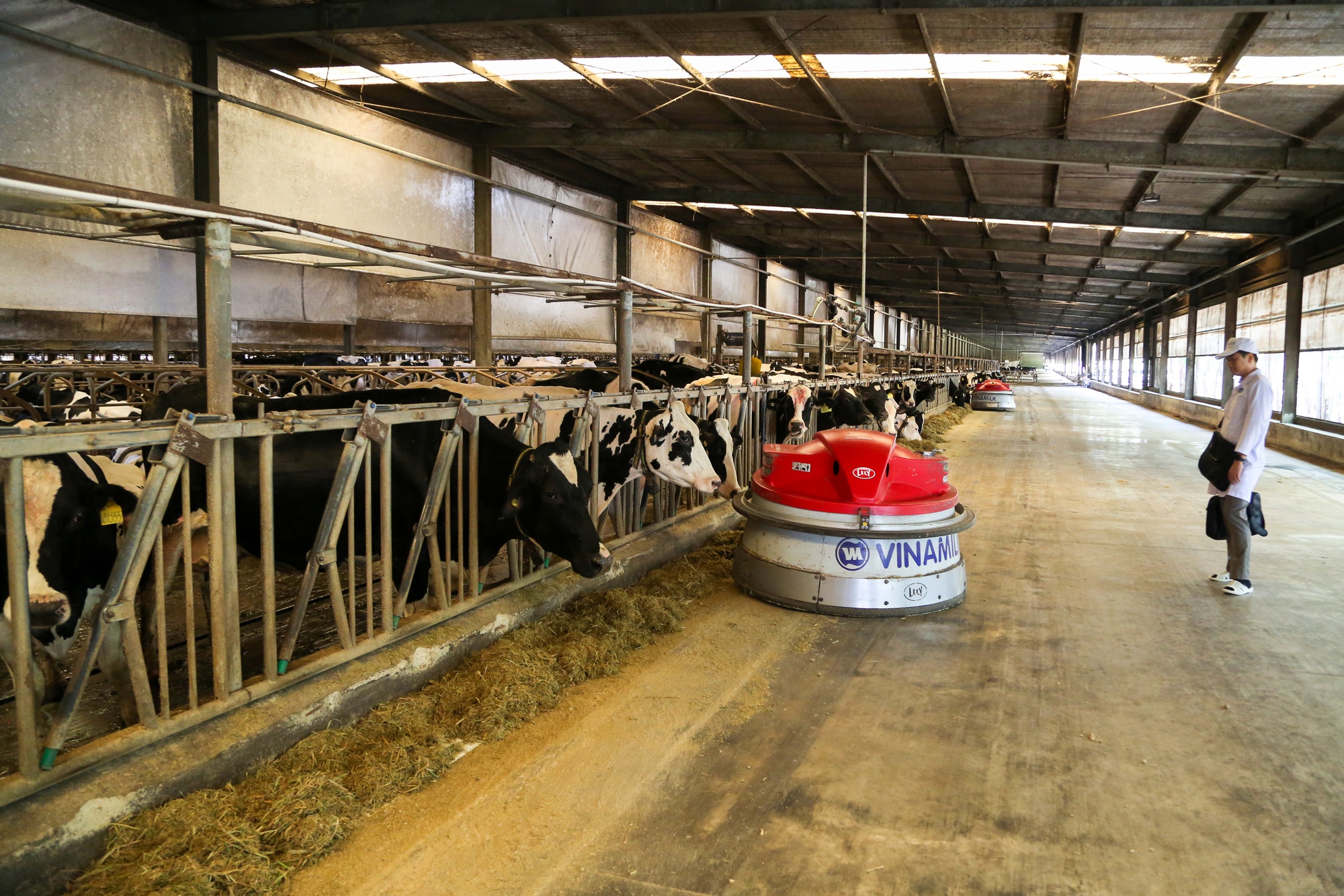 Vinamilk Green Farm  Mô hình trang trại bò sữa phát triển bền vững  Doanh  nghiệp  Vietnam VietnamPlus