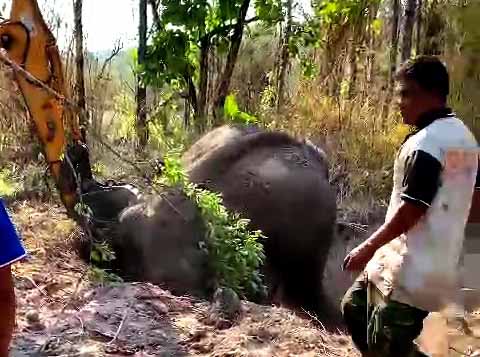 Đắk Lắk: Cá thể voi nhà thứ 2 chết trong vòng 2 tháng  - Ảnh 1.