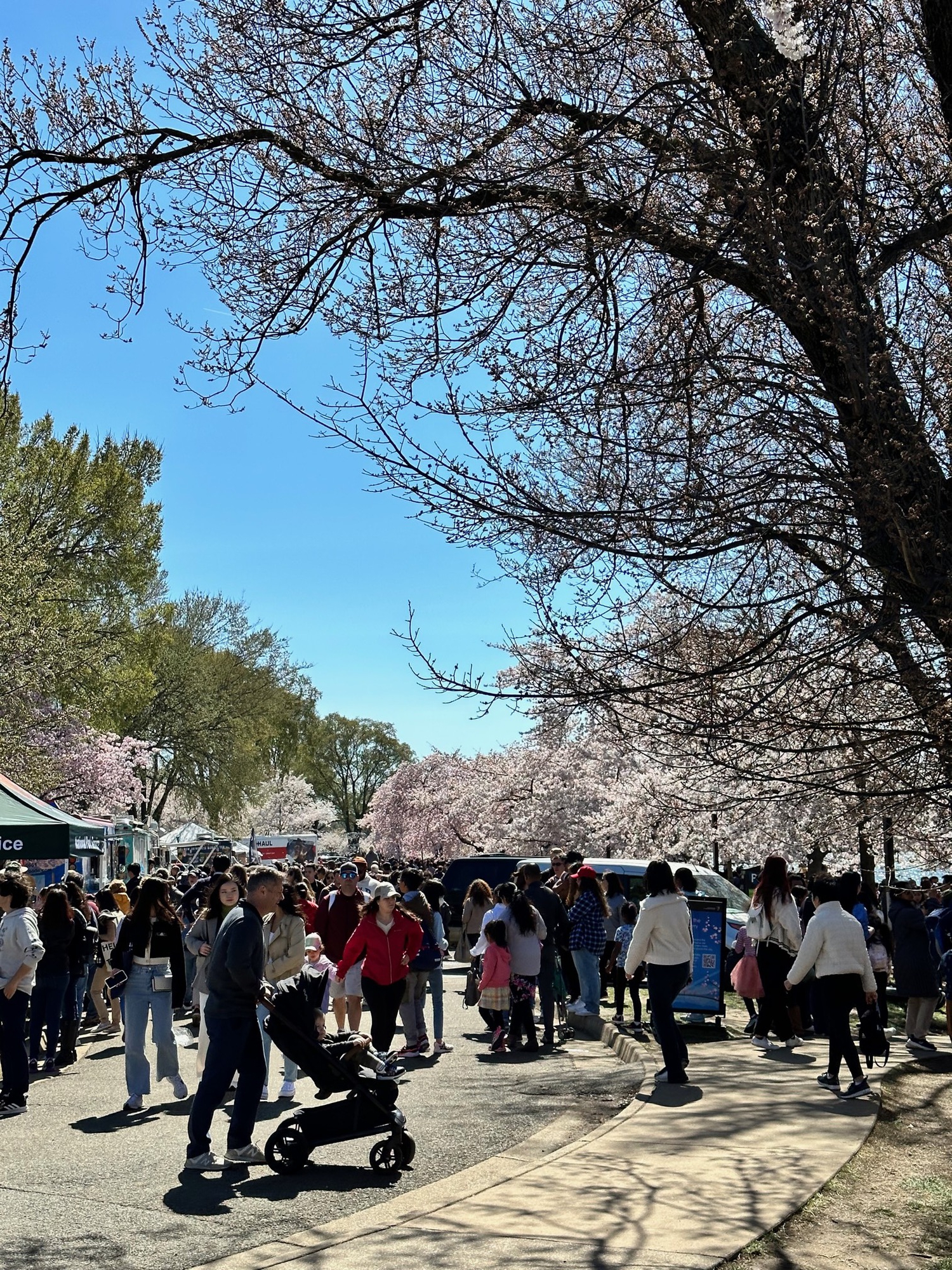 Washington D.C., thành phố mùa xuân rợp hoa anh đào - Ảnh 3.