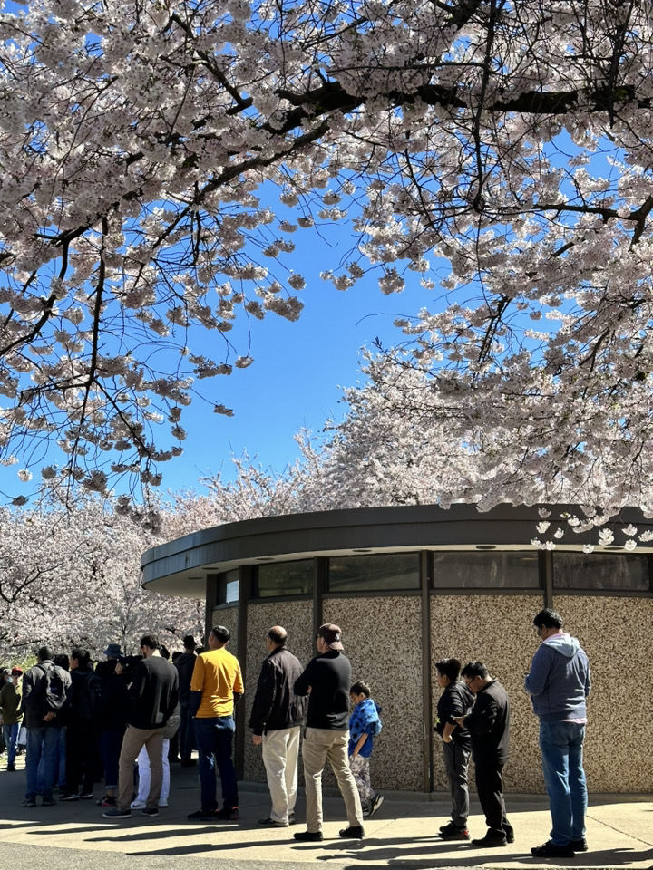 Washington D.C., thành phố mùa xuân rợp hoa anh đào - Ảnh 4.