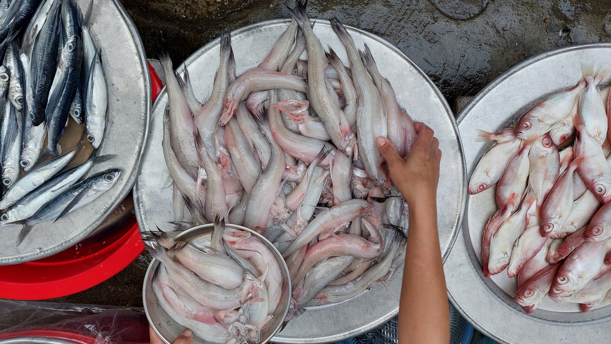 Lạc vào chợ Chiều chuyên bán hải sản lớn nhất Đà thành - Ảnh 18.