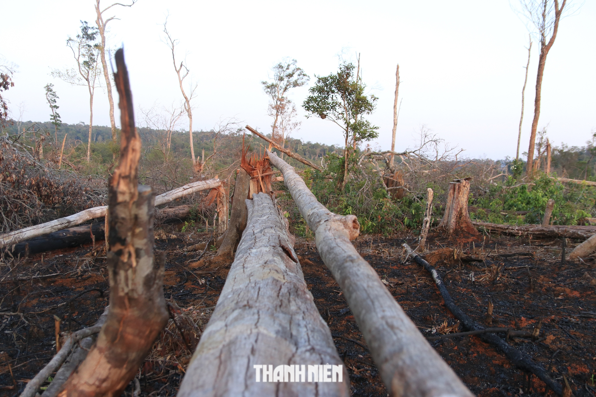 Lãnh đạo Đắk Nông kiểm tra khu vực chặt phá, đốt rừng mà Thanh Niên phản ánh - Ảnh 2.
