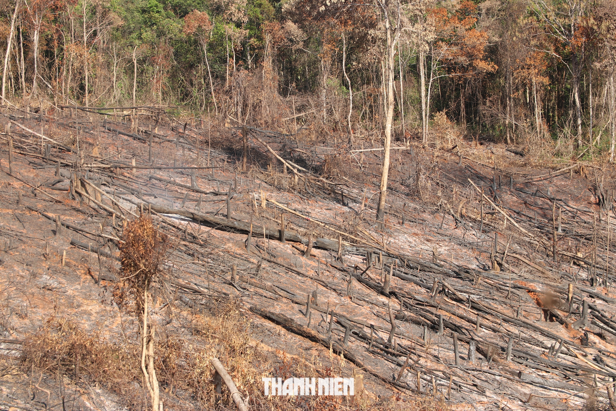 Lãnh đạo Đắk Nông kiểm tra khu vực chặt phá, đốt rừng mà Thanh Niên phản ánh - Ảnh 4.