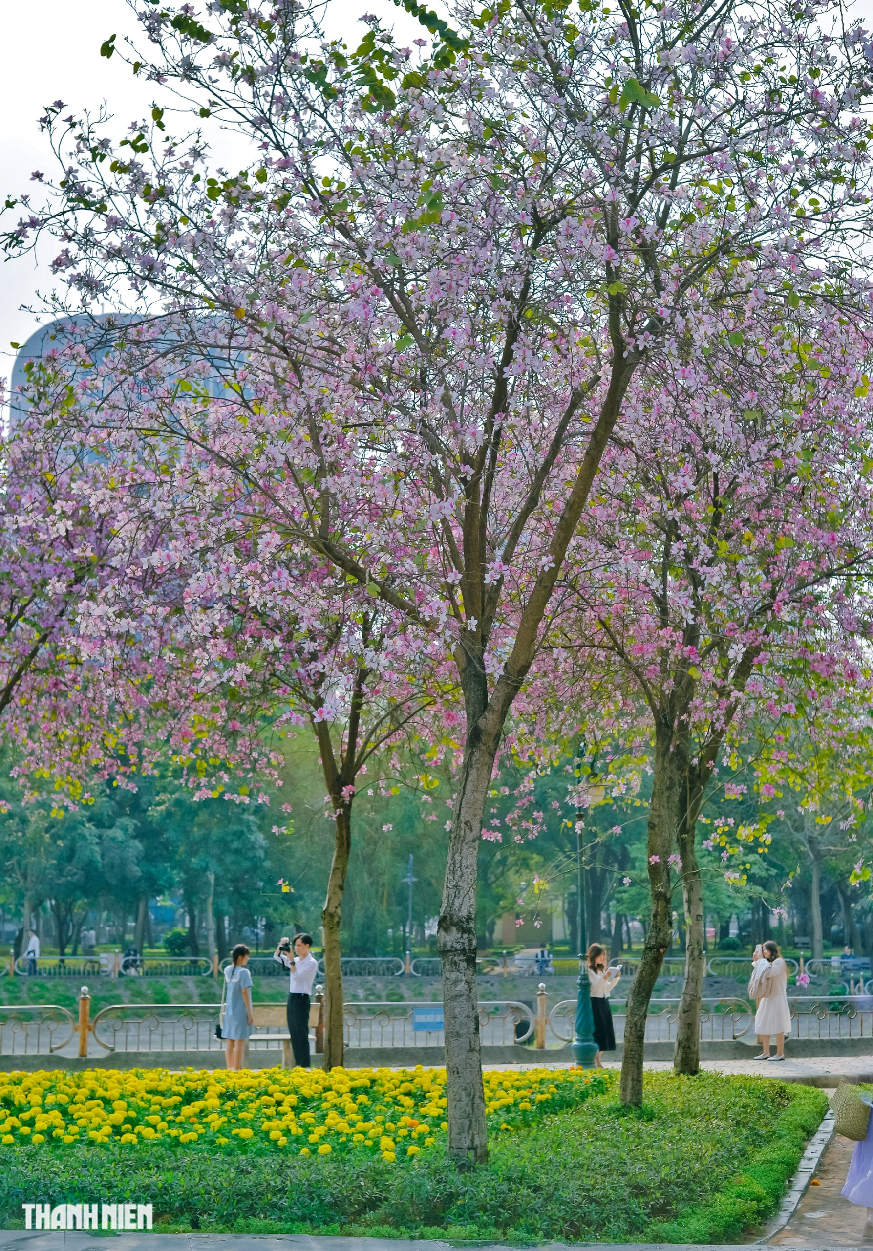 Mùa hoa ban nở - Ảnh 3.