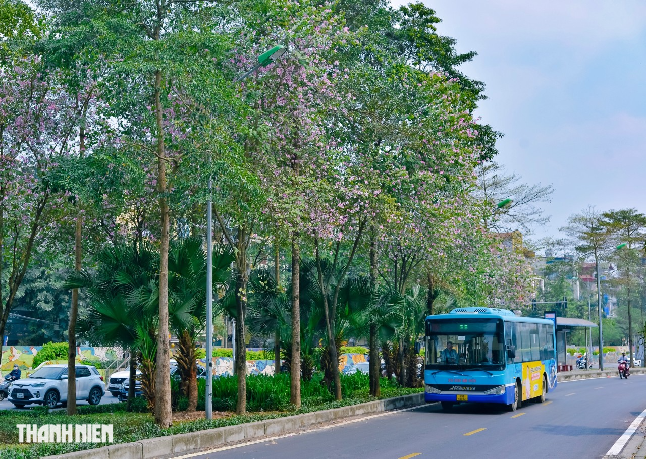 Mùa hoa ban nở - Ảnh 6.