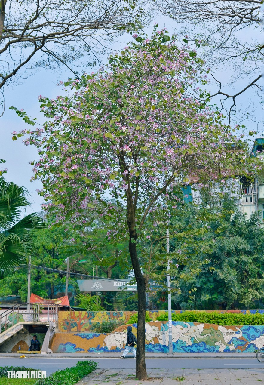 Mùa hoa ban nở - Ảnh 7.