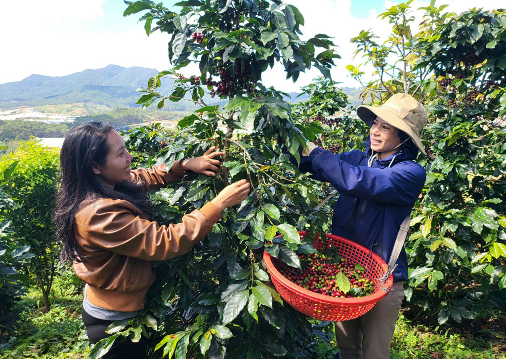 Kon Tum Phát triển cà phê bền vững