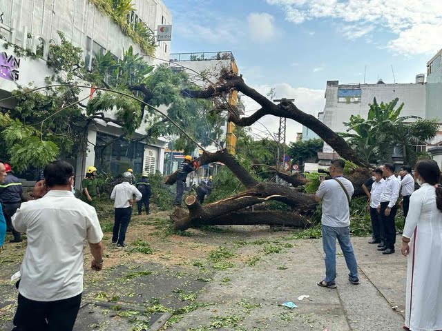 TP.HCM rà soát, thay thế cây xanh không được phép trồng trong trường - Ảnh 1.