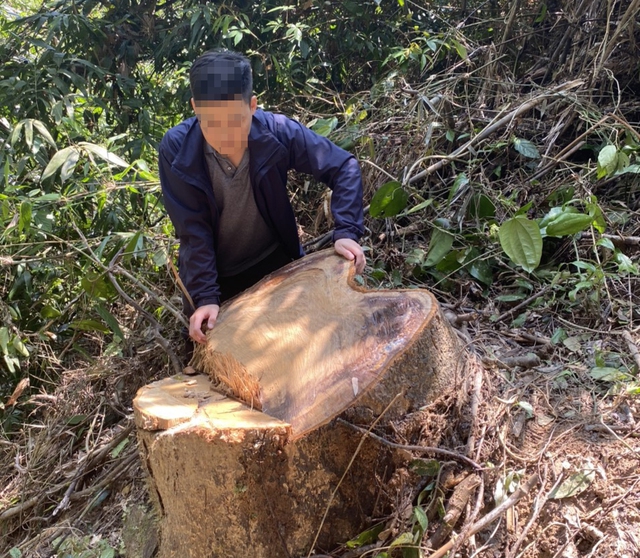 Thừa Thiên - Huế: 'Lâm tặc' phá hàng loạt gỗ rừng khai 'đốn về để làm nhà' - Ảnh 1.