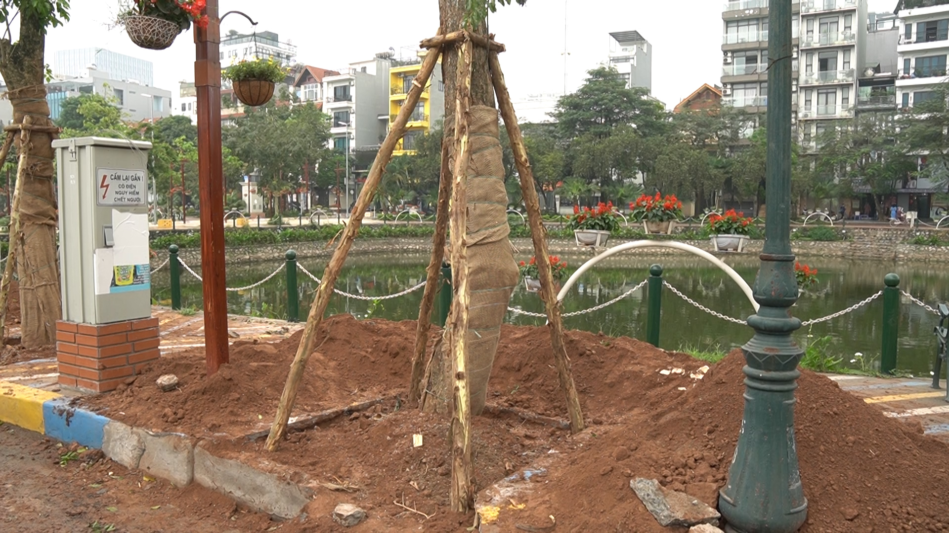 Cận cảnh những cây giáng hương thay thế hàng nhãn ở phố đi bộ Trịnh Công Sơn - Ảnh 2.