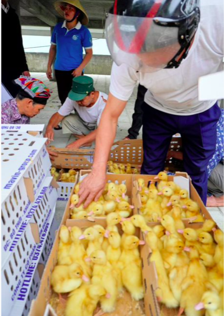 120 hộ dân Thanh Hóa được tặng vịt giống làm sinh kế thoát nghèo - Ảnh 2.