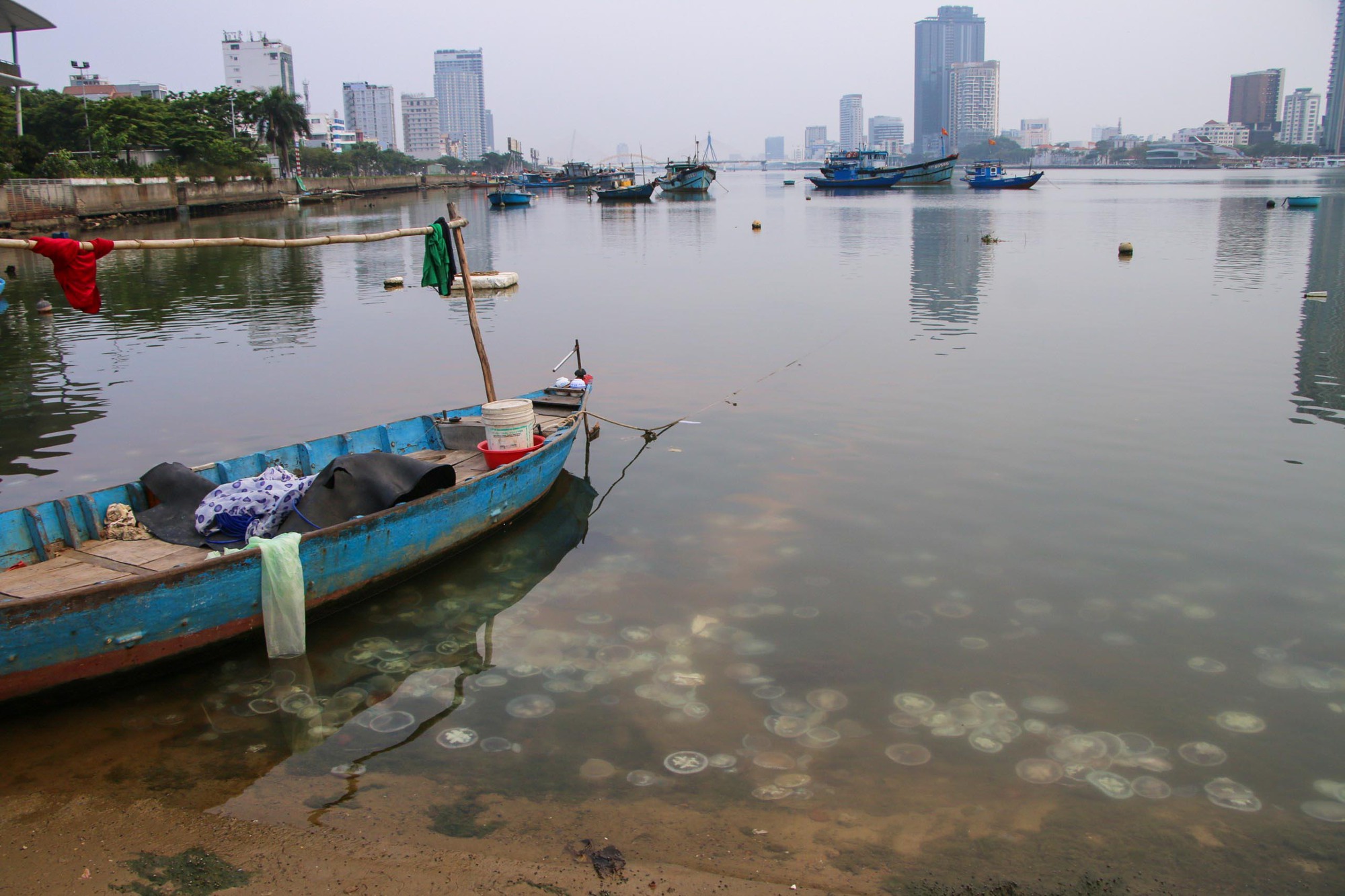 Đà Nẵng: Thực hư chuyện sứa &quot;lửa&quot; xuất hiện dày đặc ở cửa sông Hàn - Ảnh 2.