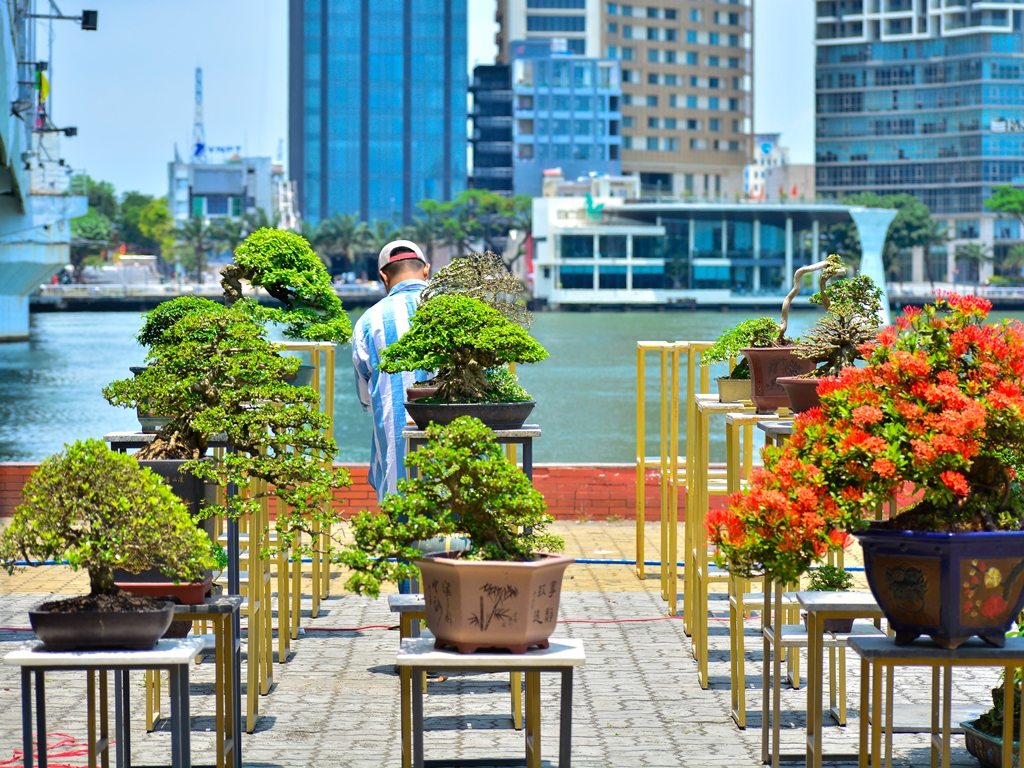 Chiêm ngưỡng hàng trăm cây bonsai &quot;độc lạ&quot; dưới chân cầu Sông Hàn - Ảnh 4.