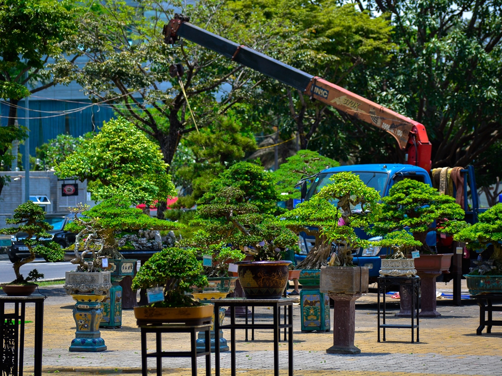 Chiêm ngưỡng hàng trăm cây bonsai &quot;độc lạ&quot; dưới chân cầu Sông Hàn - Ảnh 13.