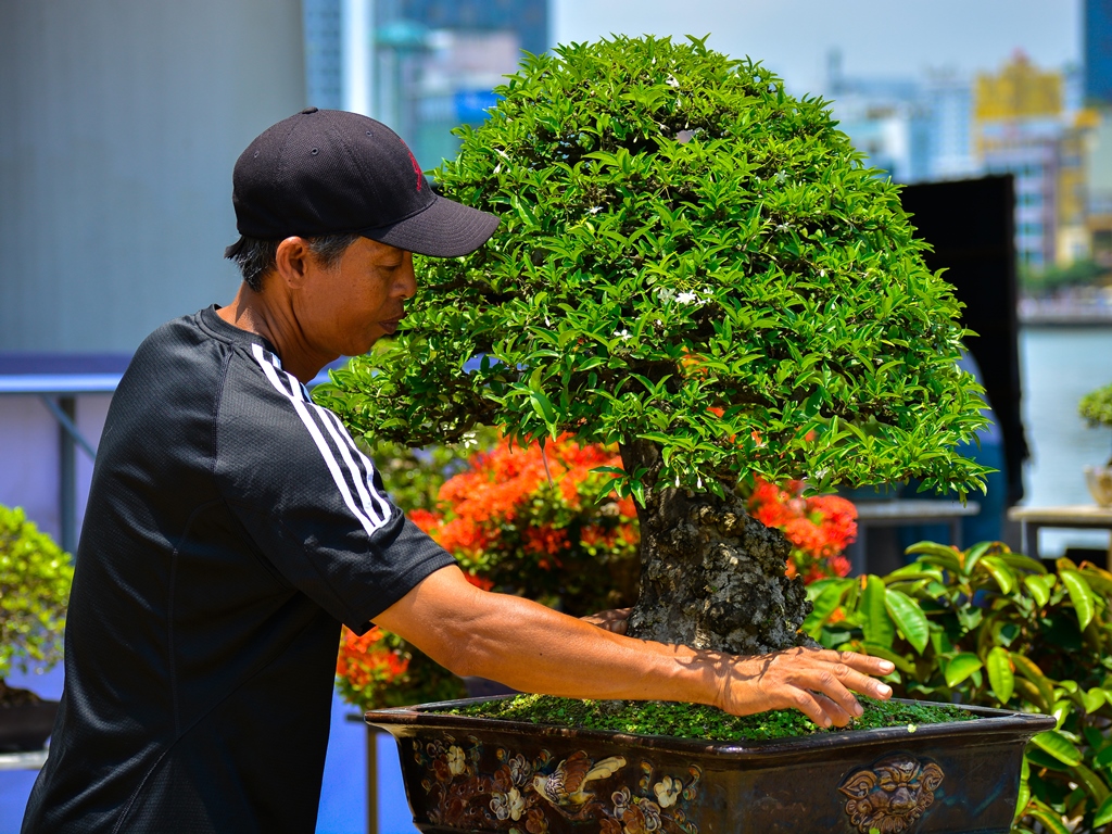 Chiêm ngưỡng hàng trăm cây bonsai &quot;độc lạ&quot; dưới chân cầu Sông Hàn - Ảnh 2.