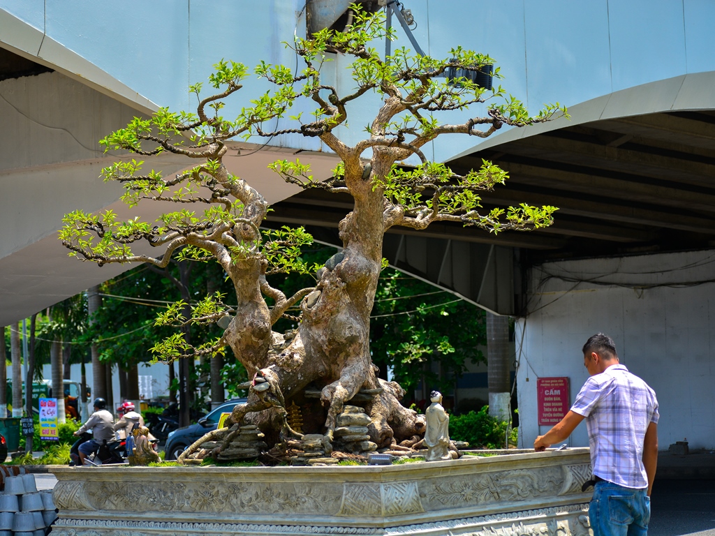 Chiêm ngưỡng hàng trăm cây bonsai &quot;độc lạ&quot; dưới chân cầu Sông Hàn - Ảnh 7.