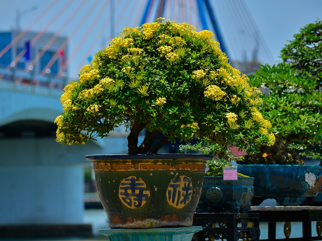 Chiêm ngưỡng hàng trăm cây bonsai &quot;độc lạ&quot; dưới chân cầu Sông Hàn - Ảnh 12.