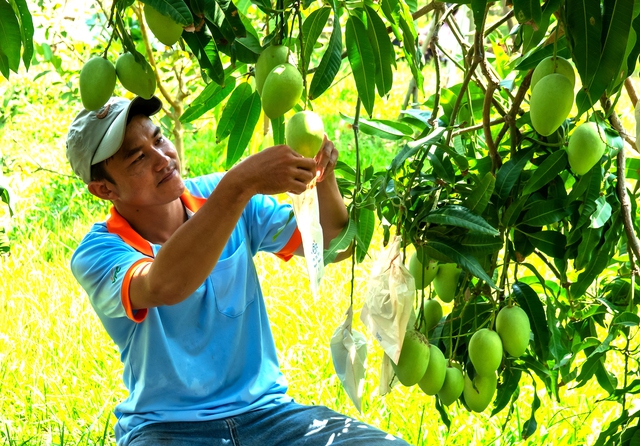 Giá xoài Việt Nam xuất khẩu vào Nhật Bản chỉ bằng một nửa xoài Thái Lan - Ảnh 1.