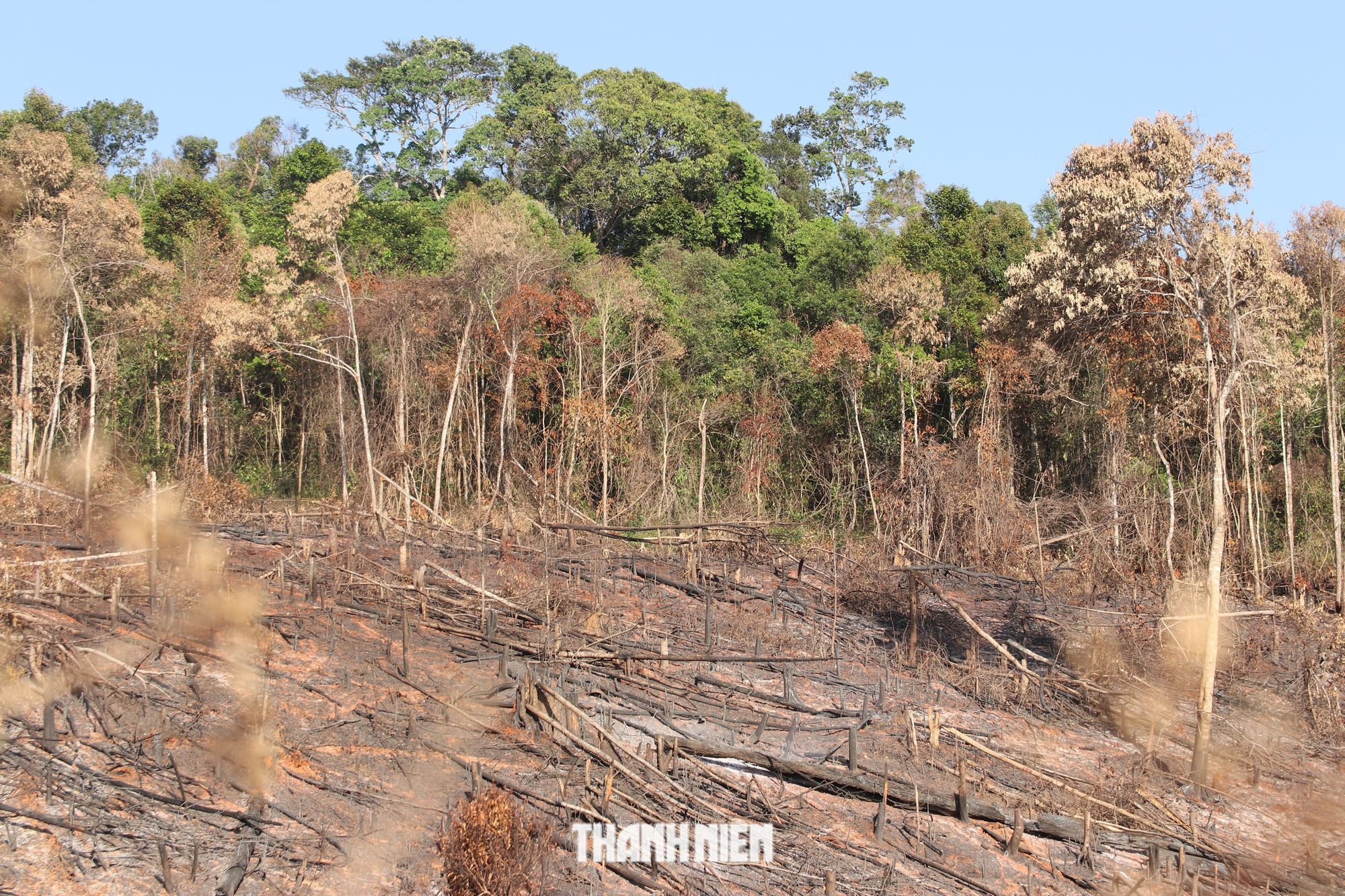 Đắk Nông: Phá 2.420 m2 rừng sản suất, nhóm ‘lâm tặc’ bị xử phạt 193,75 triệu đồng - Ảnh 1.