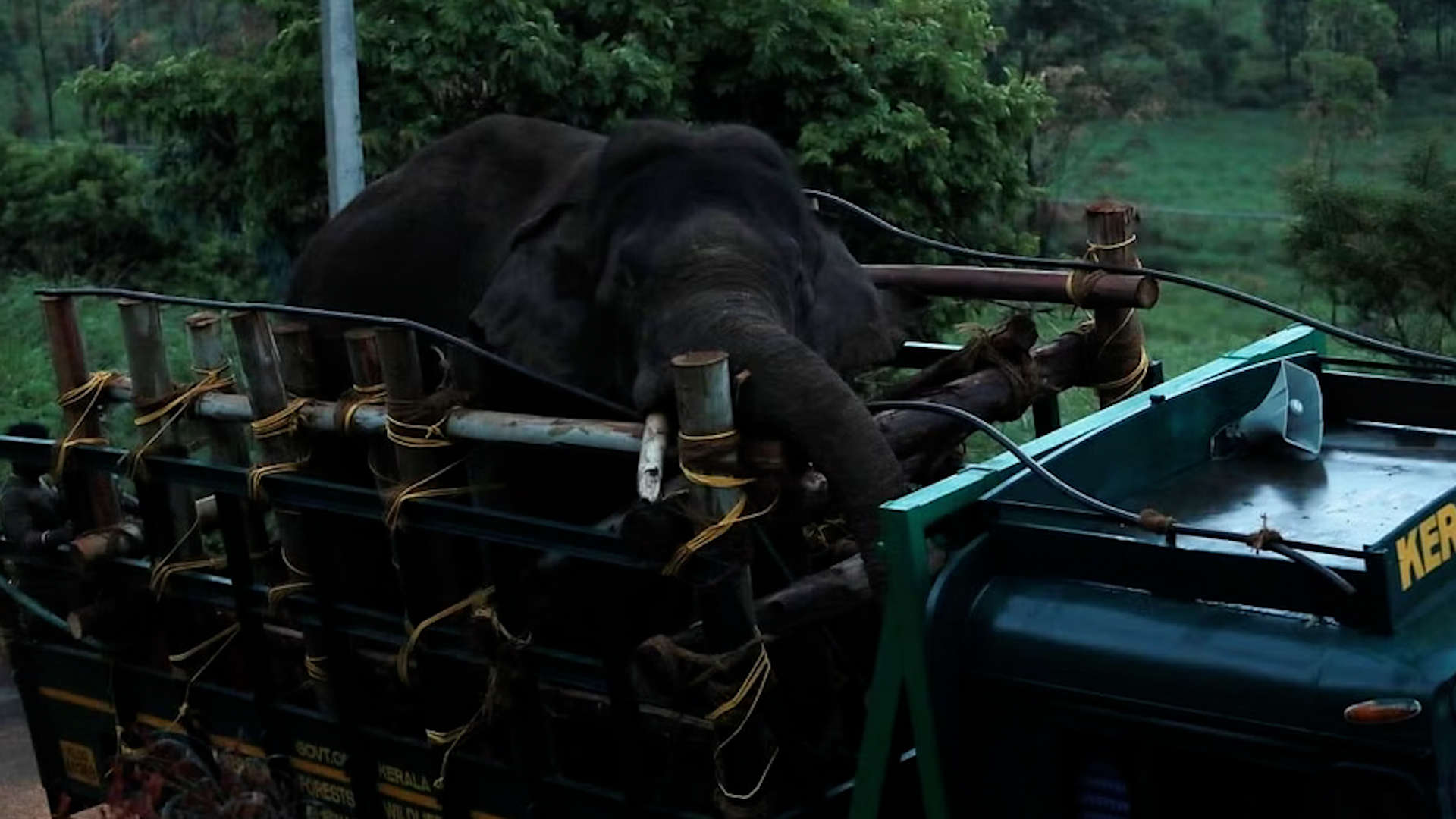 Ấn Độ bắt con voi khét tiếng ‘cuồng gạo’ đã giết chết 6 người - Ảnh 1.