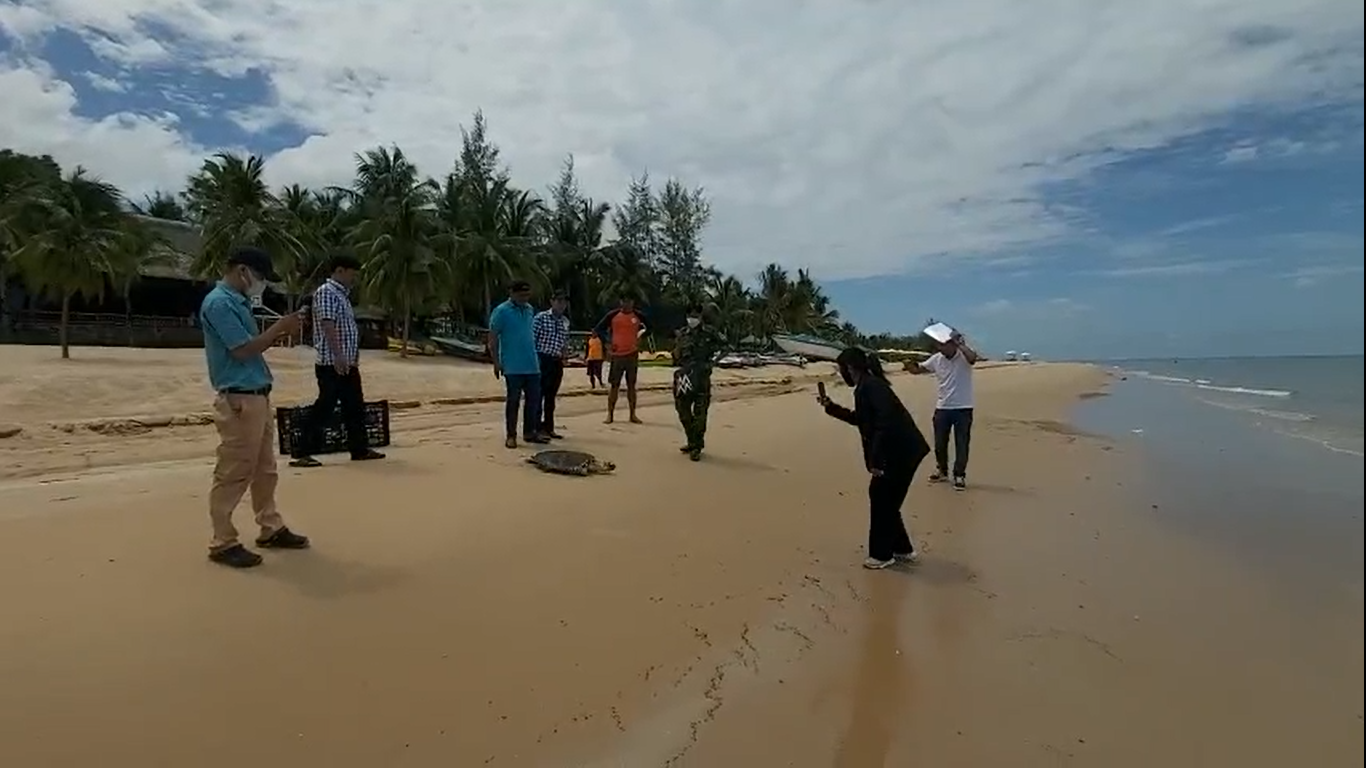 Cảnh rùa biển được thả về tự nhiên sau gần 1 năm ‘nằm viện’ - Ảnh 1.