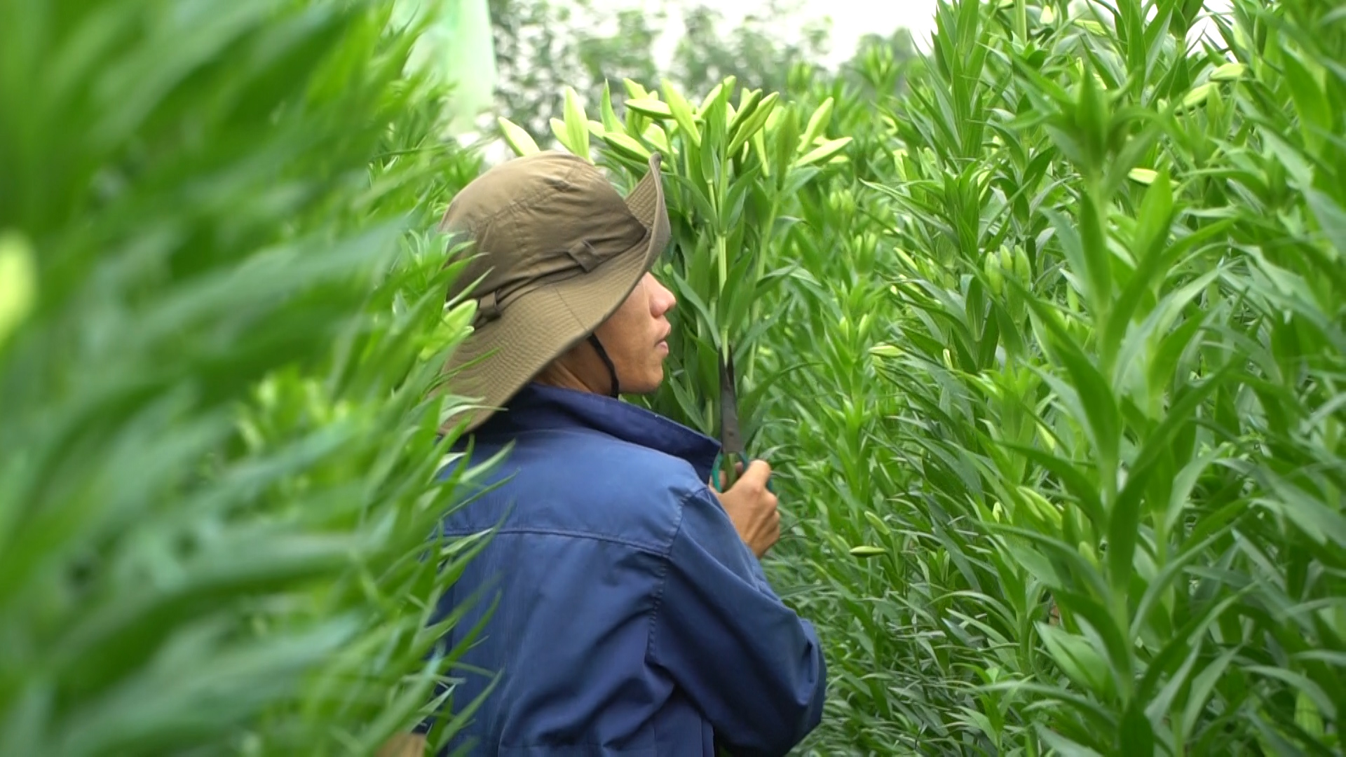 Hoa loa kèn bất ngờ tăng giá giữa mùa, nông dân Đan Phượng phấn khởi - Ảnh 2.