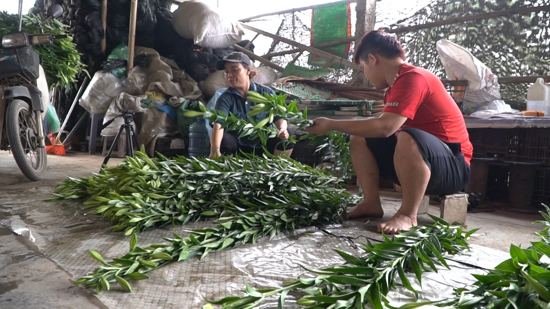 Hoa loa kèn bất ngờ tăng giá giữa mùa, nông dân Đan Phượng phấn khởi - Ảnh 3.