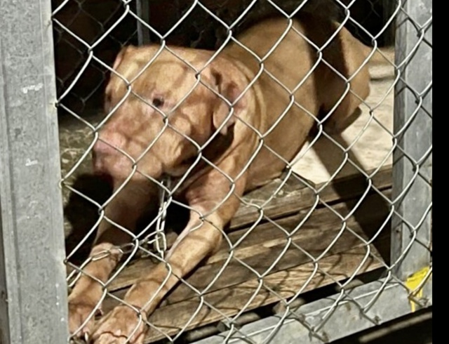 Lăng kính bạn đọc: Khẩn cấp cấm nuôi chó Pitbull - Ảnh 3.