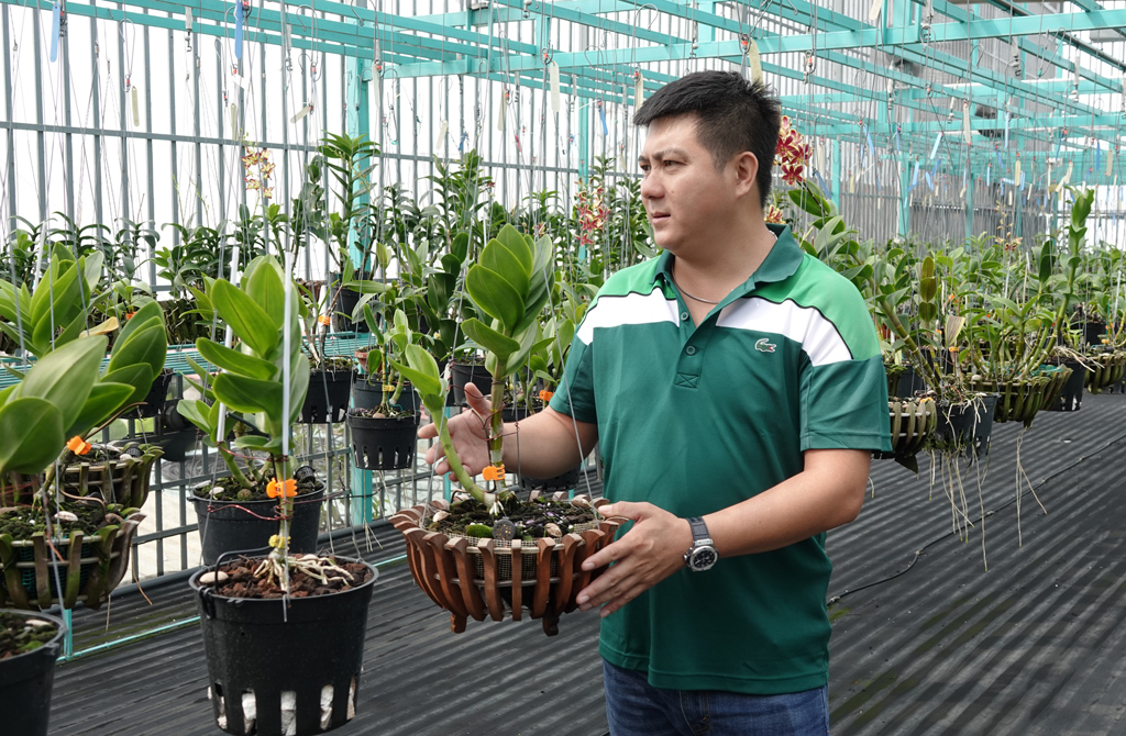 Chia sẻ với hơn 71 về mô hình trồng lan dendro mới nhất  Tin học Đông Hòa