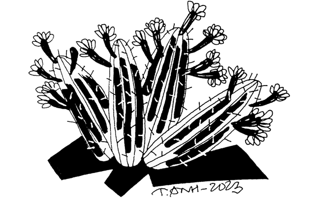 Hoa xương rồng tháng 5 - Thơ của Chế Diễm Trâm - Ảnh 1.