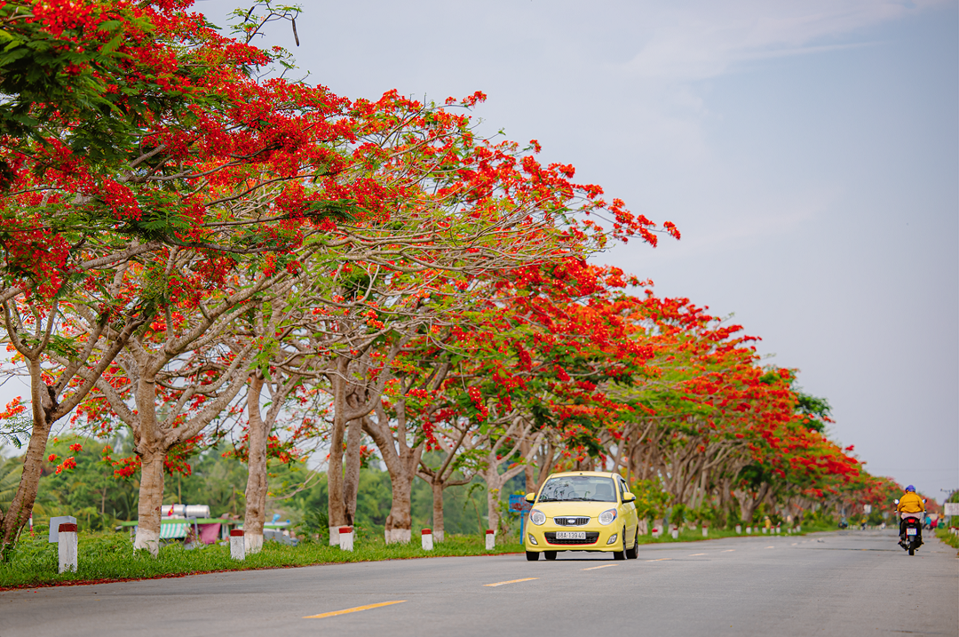 Phượng tím 'nhuộm màu' Đà Lạt, hoa rụng phủ đường đẹp như mộng