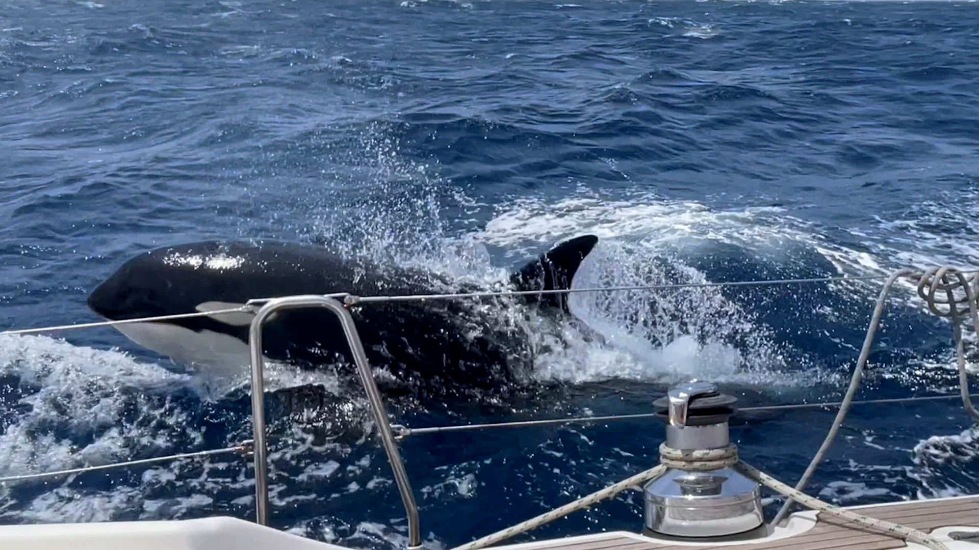 Tại sao cá voi sát thủ liên tiếp tấn công thuyền buồm ở Iberia? - Ảnh 1.