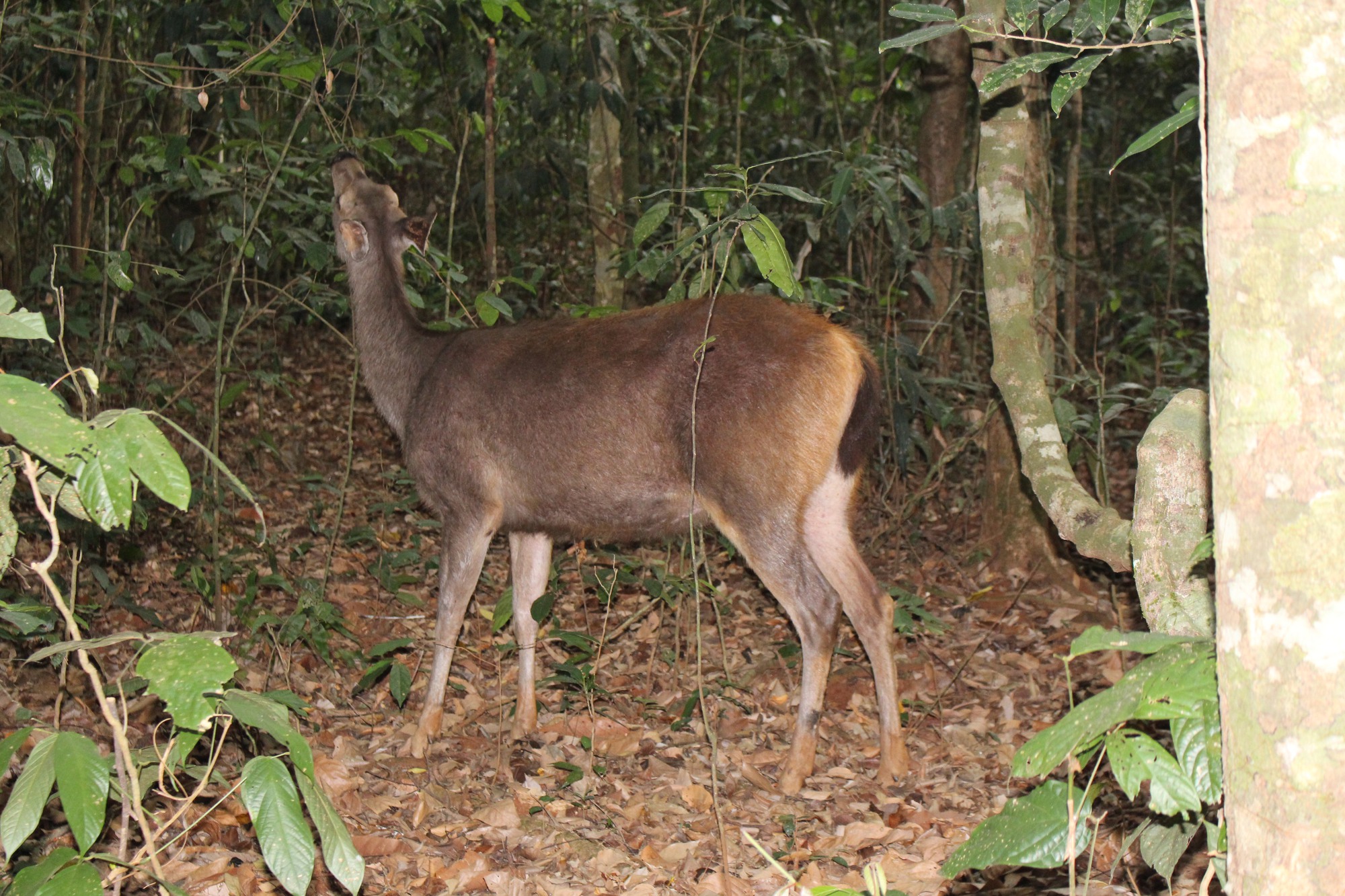 Cứu hộ động vật hoang dã: Ly kỳ chuyện thú hoang ở Cát Tiên