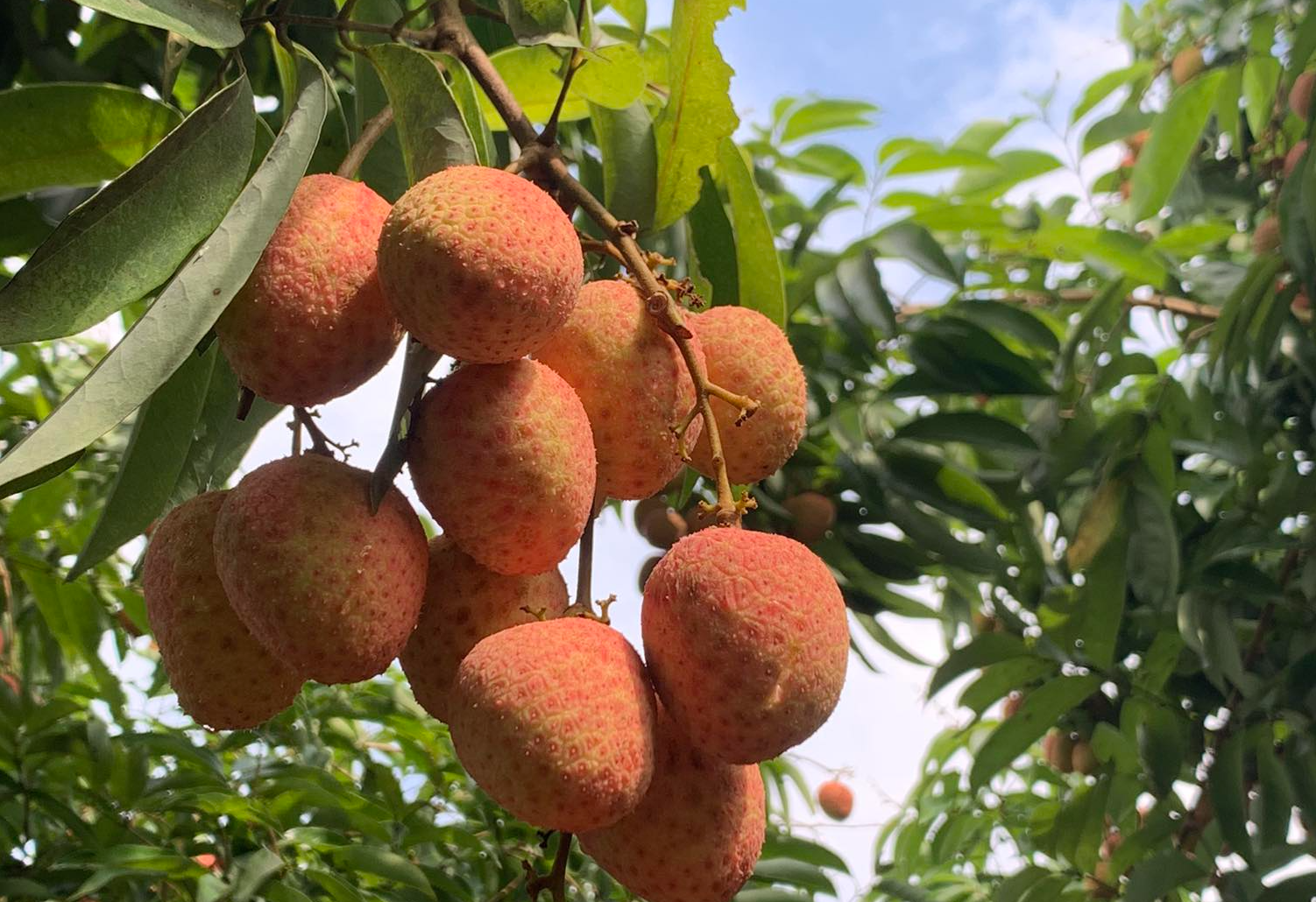 Xuất khẩu nông lâm thủy sản 5 tháng mang về 20,6 tỉ USD - Ảnh 1. Xuất khẩu nông lâm thủy sản 5 tháng mang về 20,6 tỉ USD - Ảnh 1.